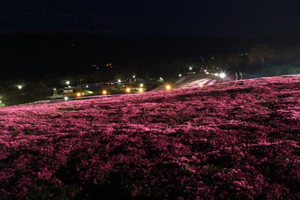 芝桜まつり