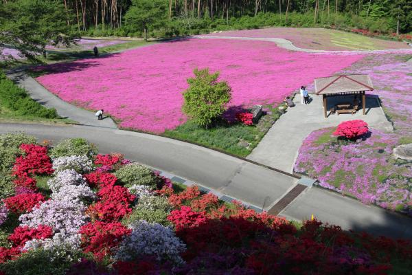 芝桜まつり