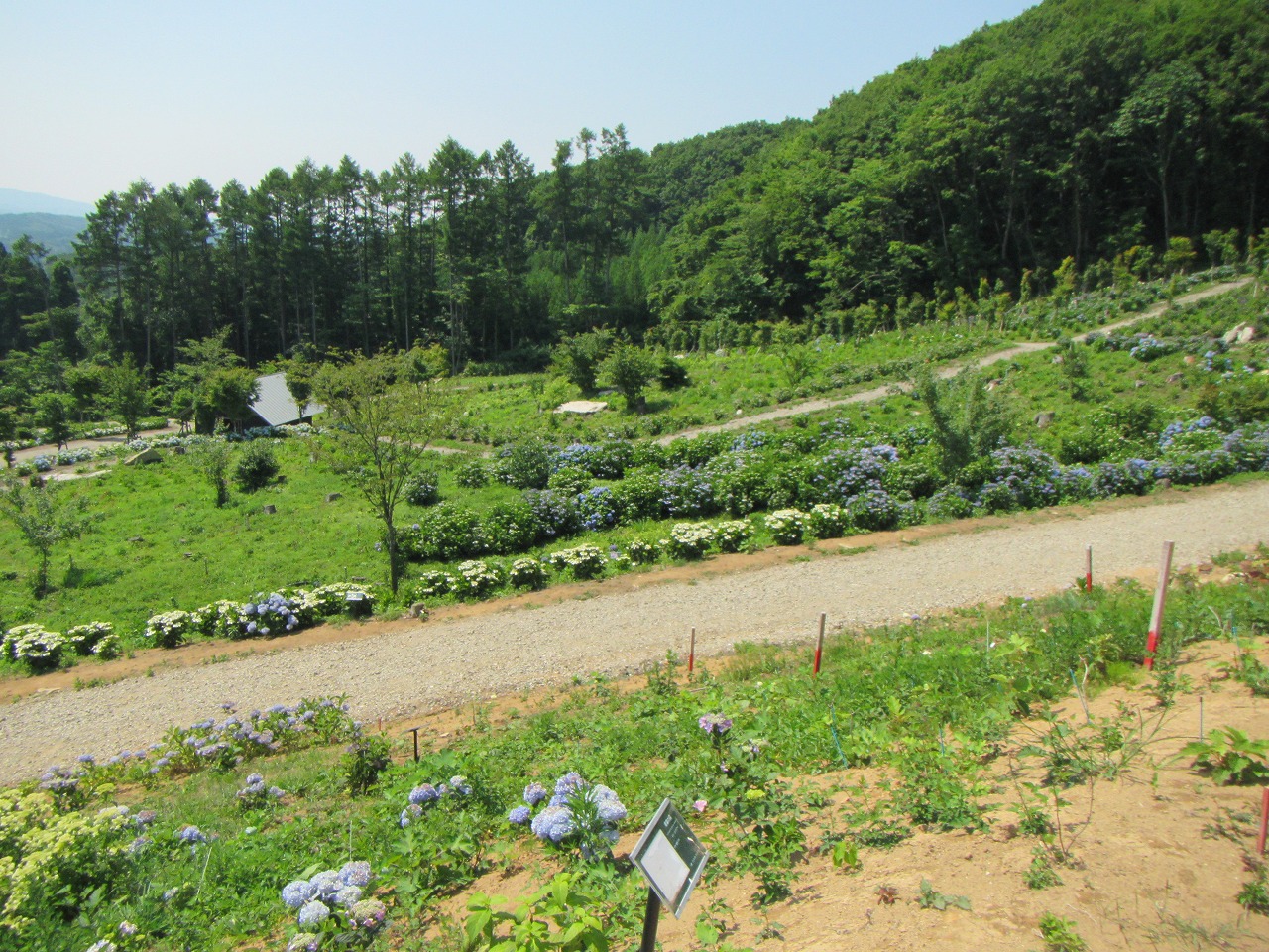あじさい園　(3)上の休憩所から(2)の反対側の画像