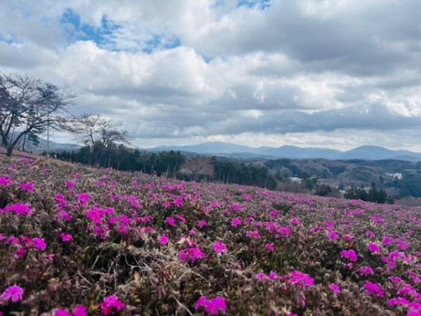 芝桜開花状況③
