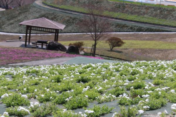 白い芝桜