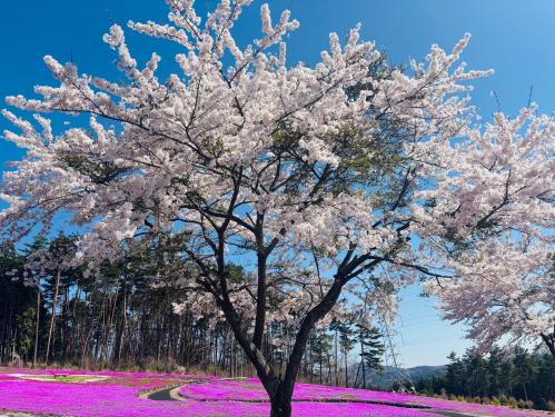 芝桜開花状況②