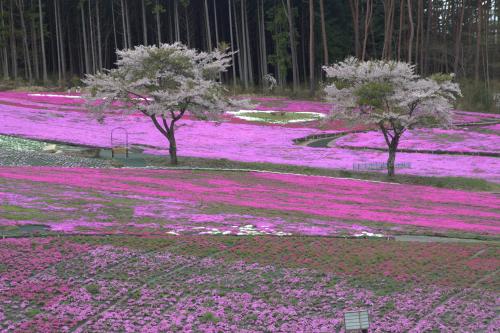 芝桜開花状況②