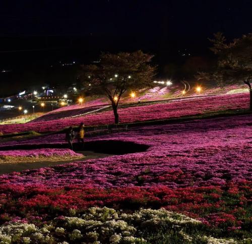 芝桜開花状況②
