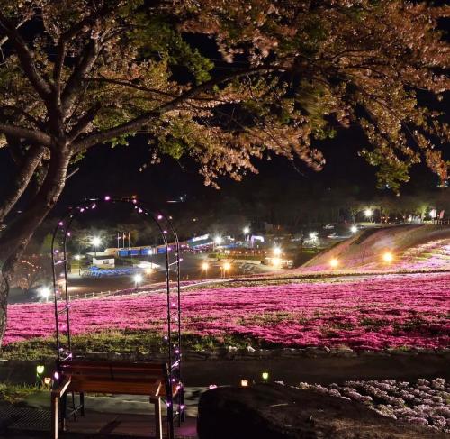 芝桜開花状況④
