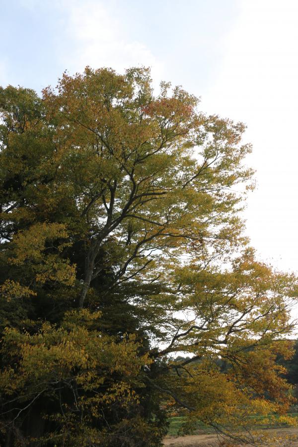 紅葉