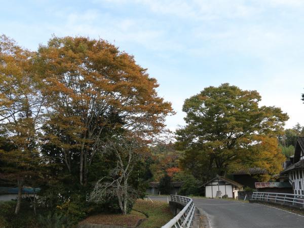紅葉