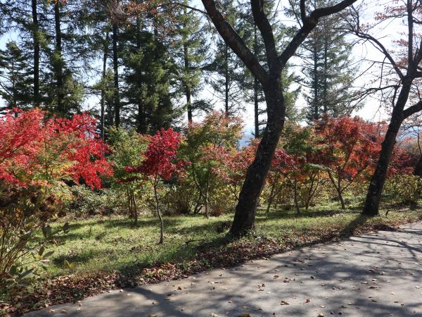 紅葉