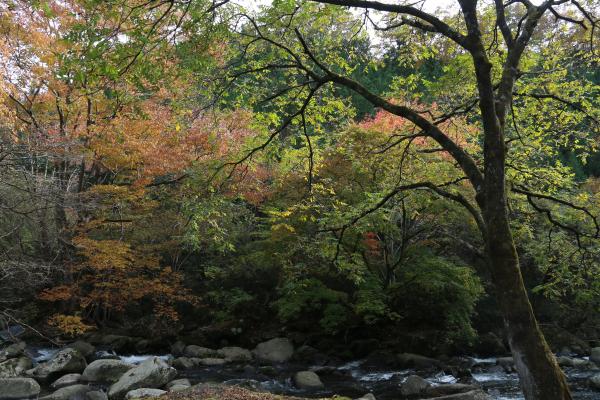 山鶏滝