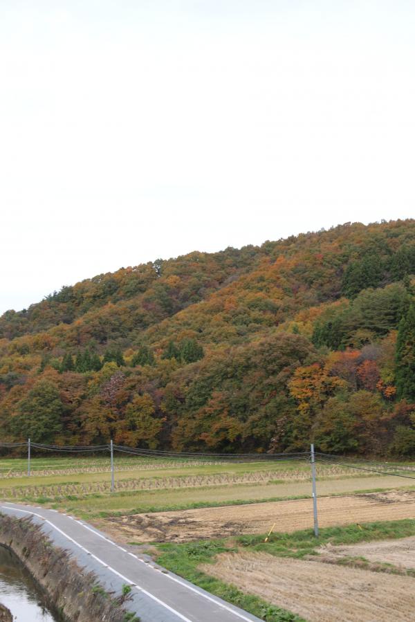 紅葉