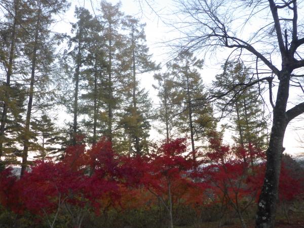 紅葉