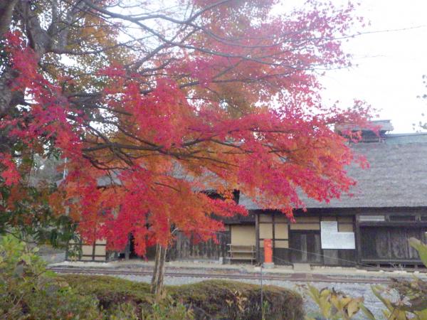 紅葉
