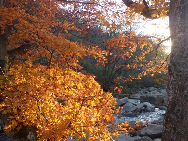 紅葉