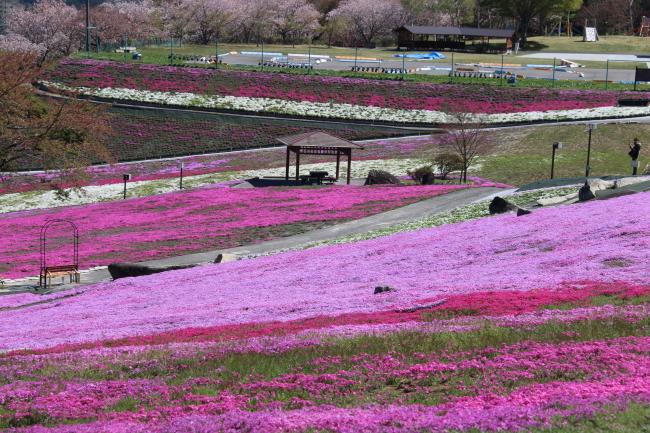 芝桜