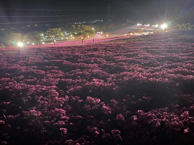 芝桜