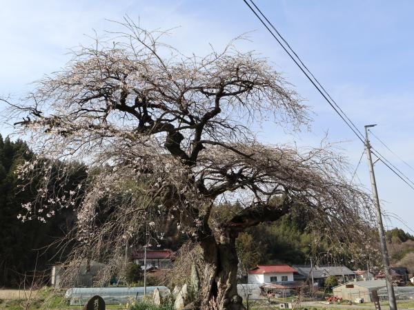 庚申桜