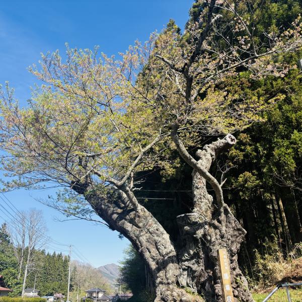 芝桜開花状況①