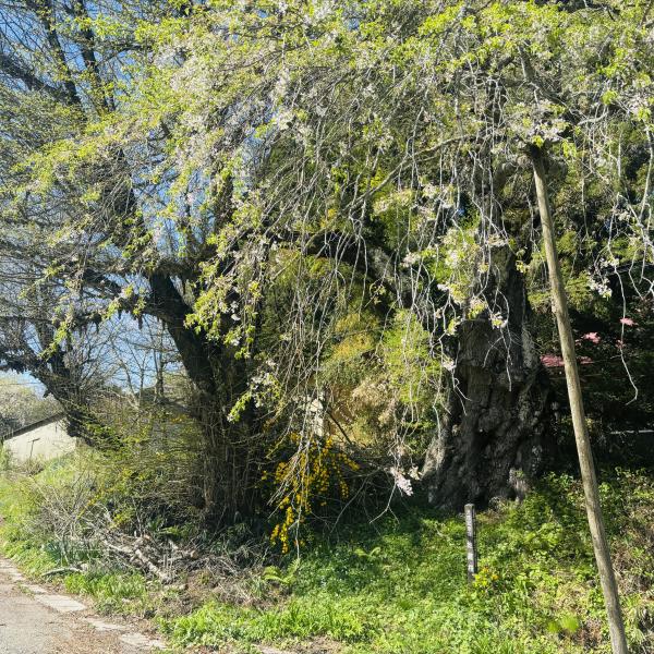 芝桜開花状況①