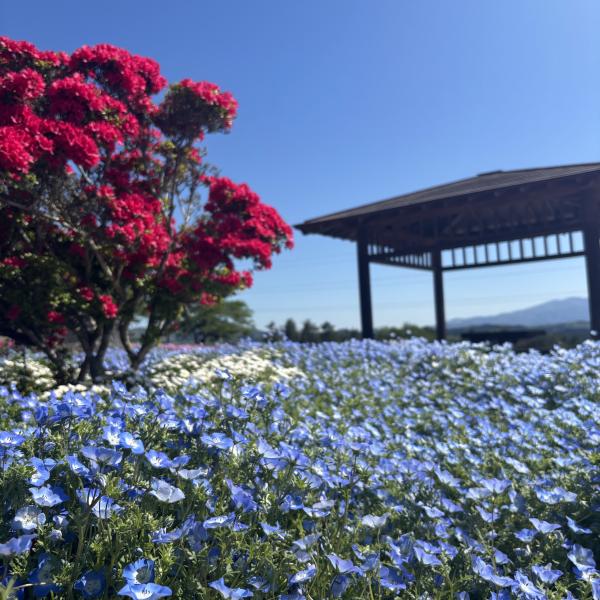 芝桜開花状況①