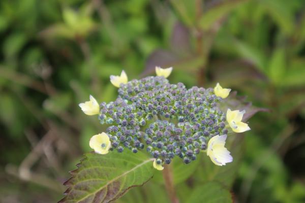 芝桜開花状況①
