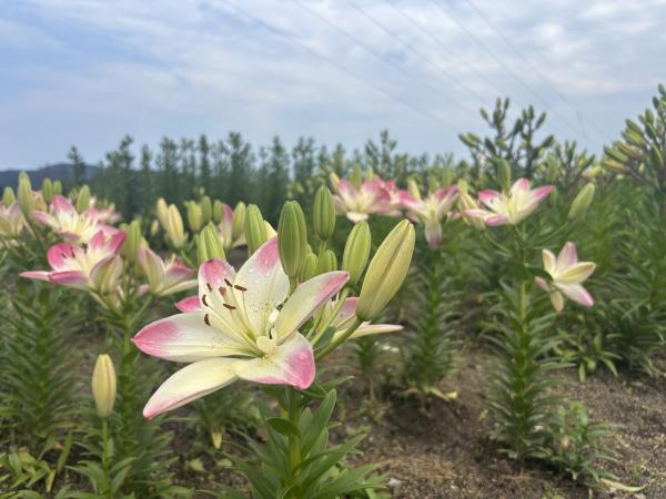芝桜開花状況①