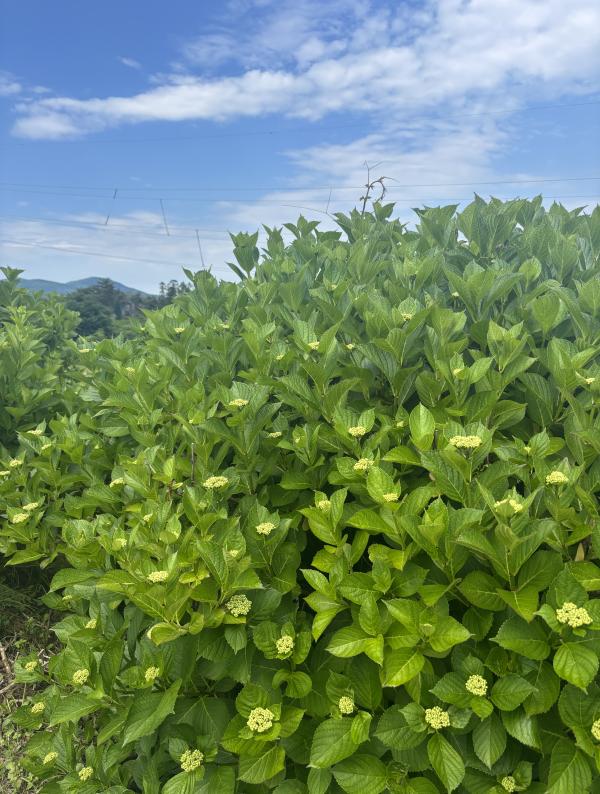芝桜開花状況①