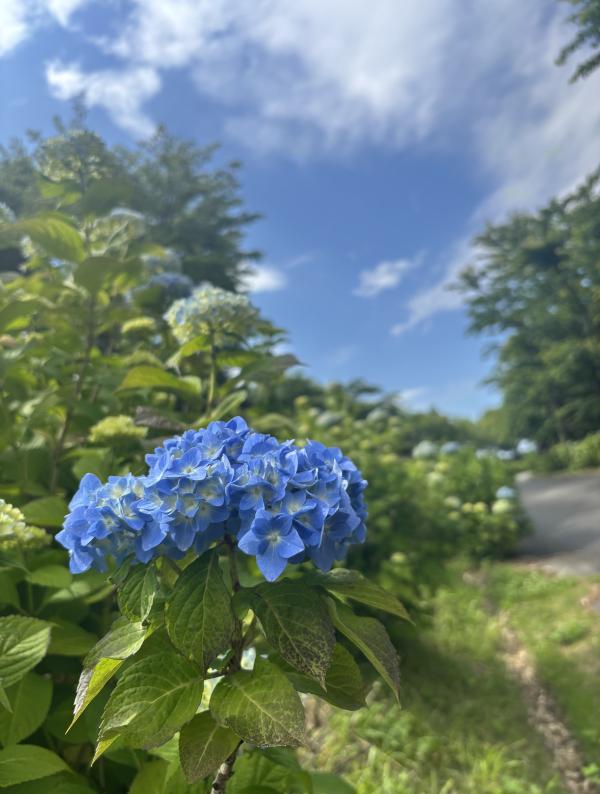 芝桜開花状況①