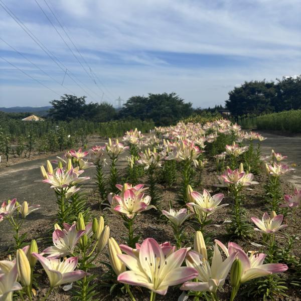 芝桜開花状況①