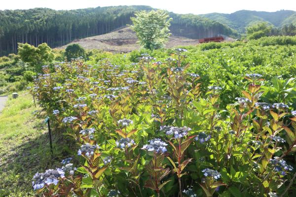 芝桜開花状況①