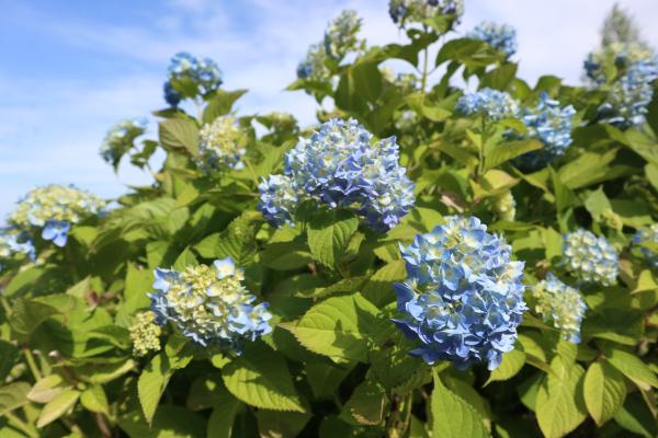 芝桜開花状況①