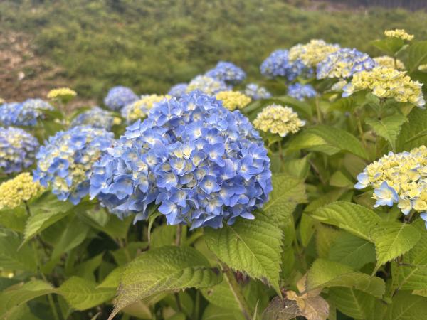 芝桜開花状況①