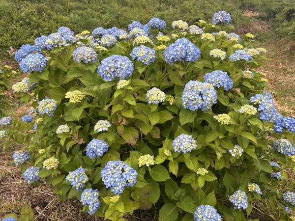 芝桜開花状況①