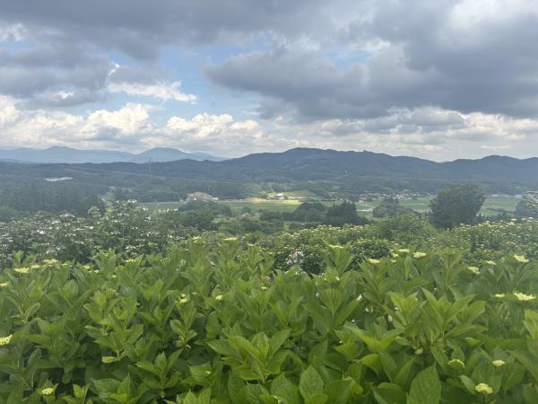 芝桜開花状況①