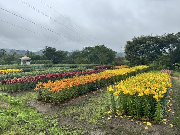芝桜開花状況①