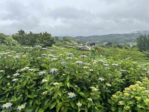 芝桜開花状況①