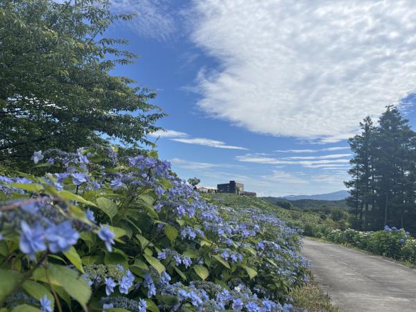 芝桜開花状況①