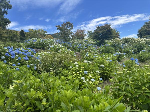 芝桜開花状況①