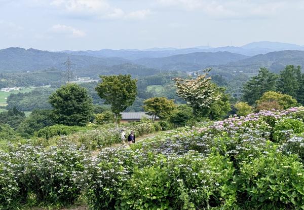 芝桜開花状況①
