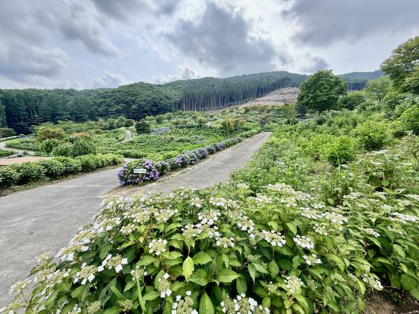 芝桜開花状況①
