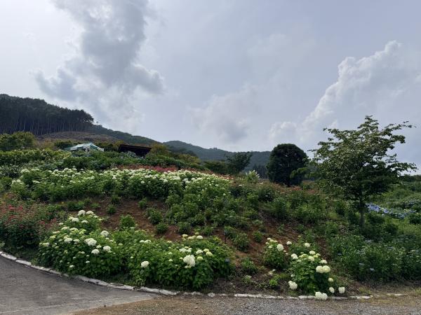 芝桜開花状況①