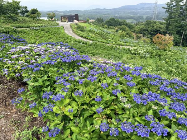 芝桜開花状況①