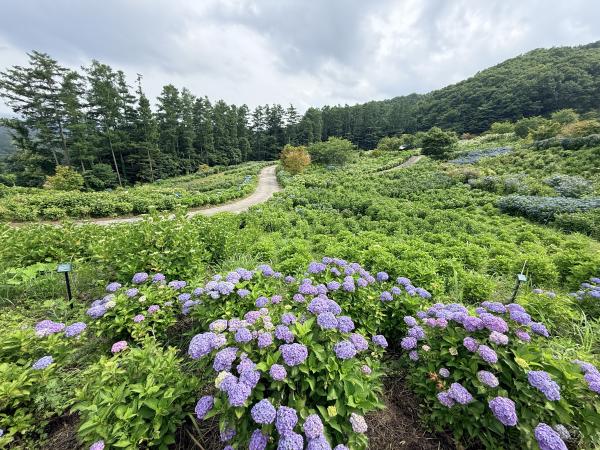 芝桜開花状況①