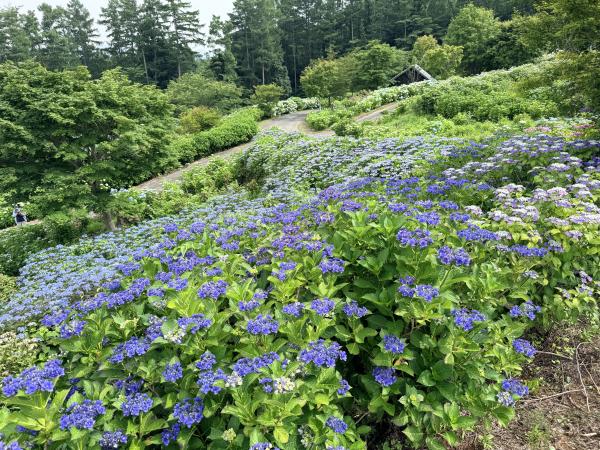 芝桜開花状況①