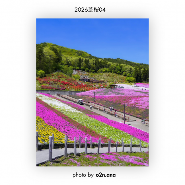 芝桜④