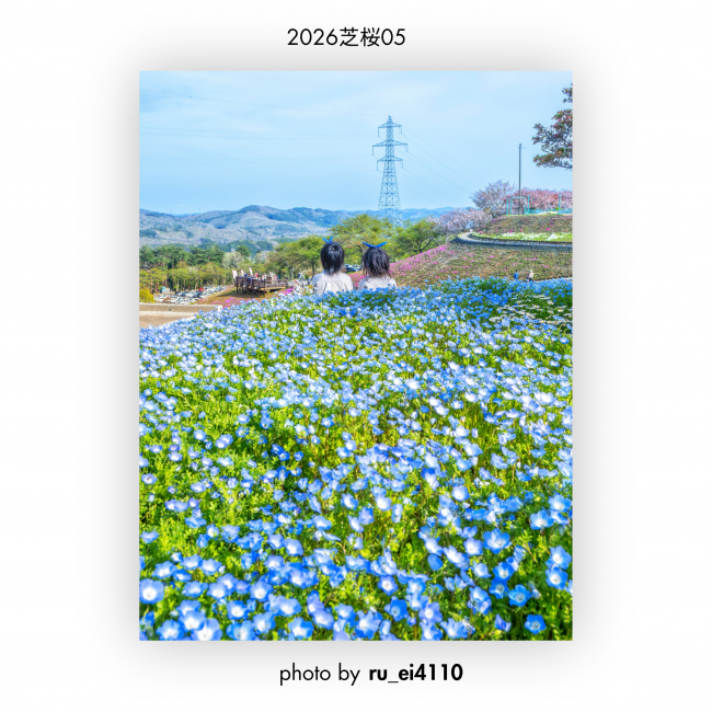芝桜⑤