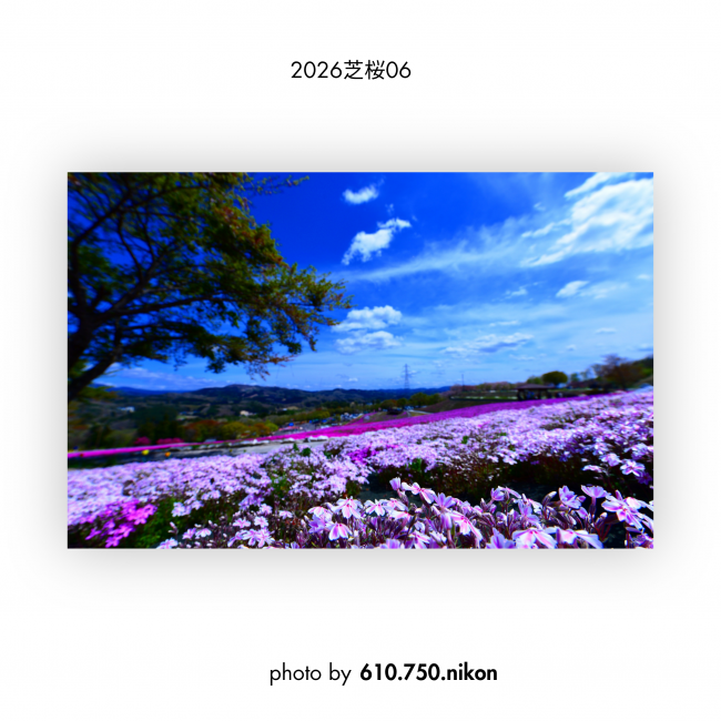 芝桜⑥