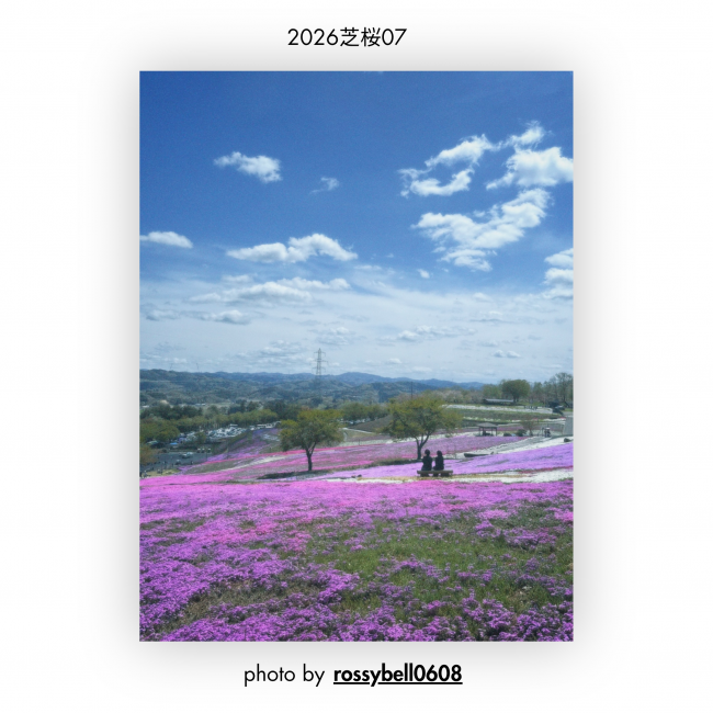 芝桜⑦