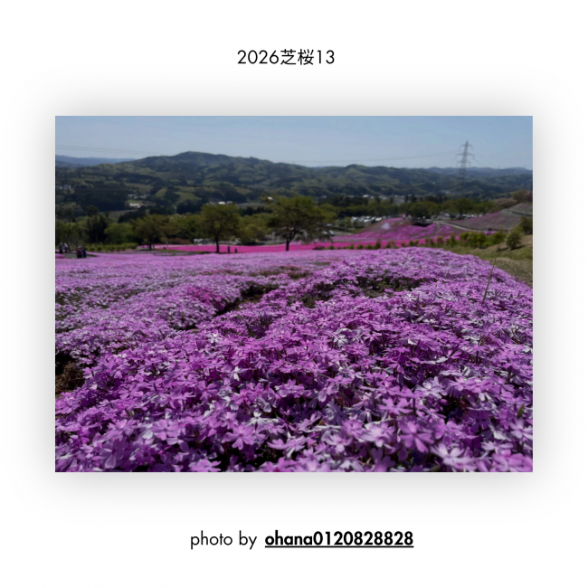 芝桜⑬