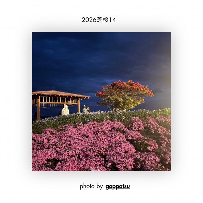 芝桜⑭