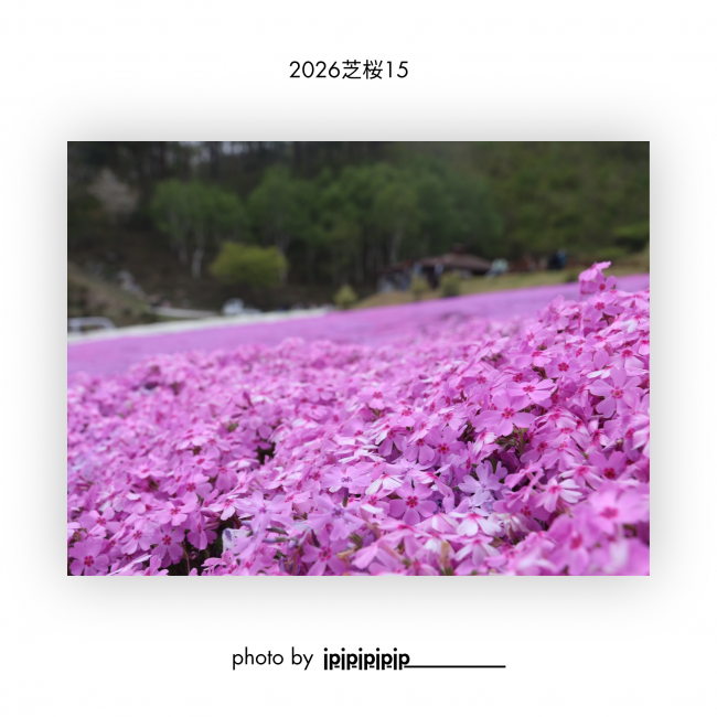 芝桜⑮